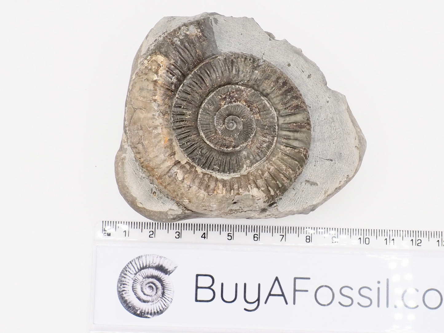 Dactylioceras Ammonite Fossil – Whitby Yorkshire Coast – Jurassic Fossil