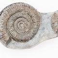 Dactylioceras Ammonite Fossil – Whitby Yorkshire Coast – Jurassic Fossil