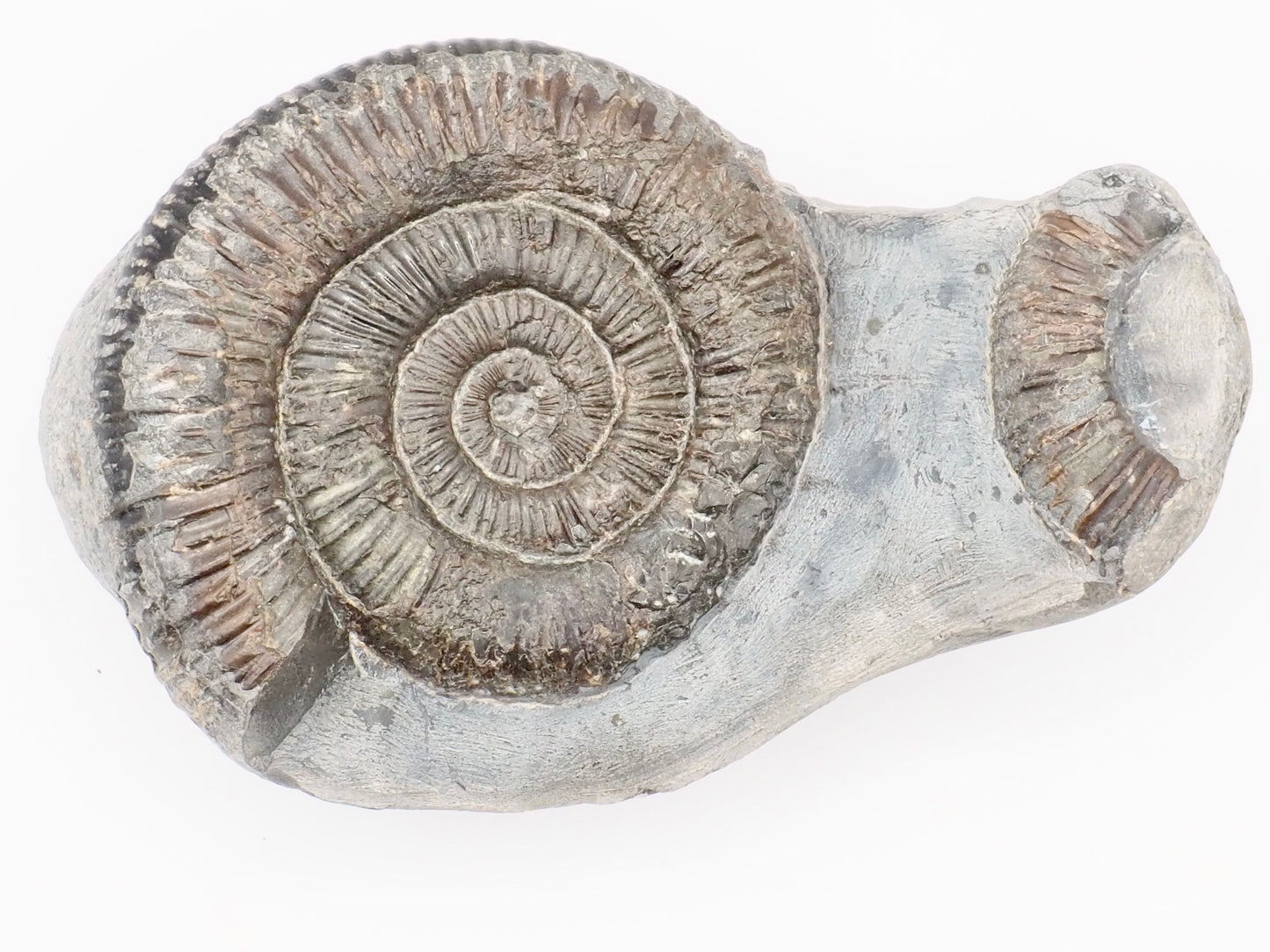Dactylioceras Ammonite Fossil – Whitby Yorkshire Coast – Jurassic Fossil