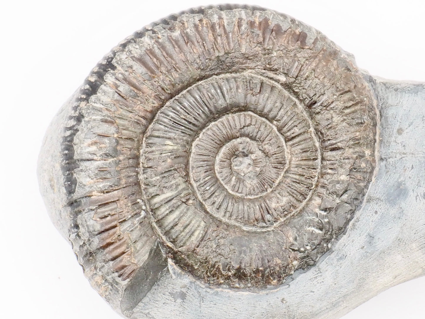 Dactylioceras Ammonite Fossil – Whitby Yorkshire Coast – Jurassic Fossil