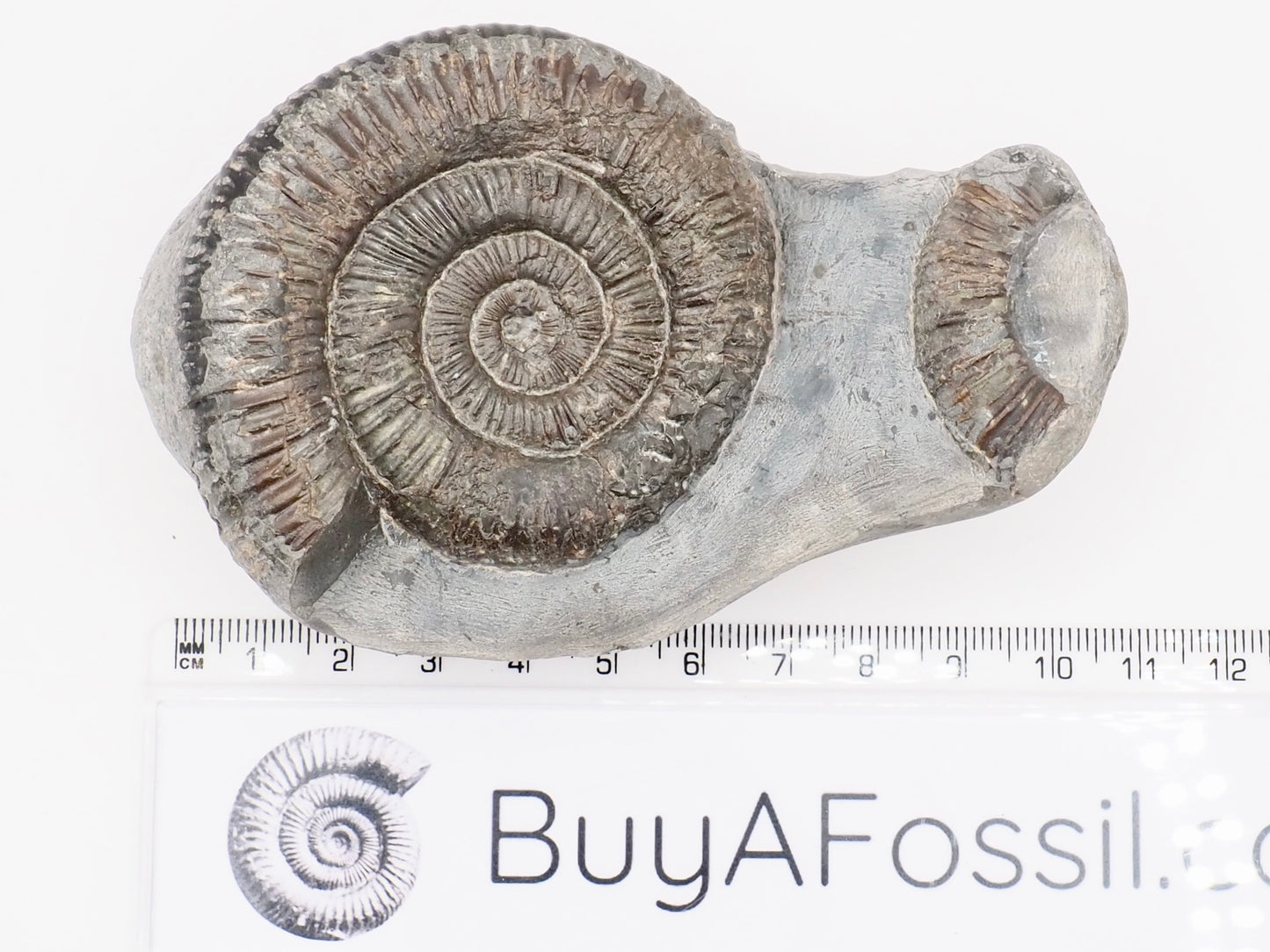 Dactylioceras Ammonite Fossil – Whitby Yorkshire Coast – Jurassic Fossil