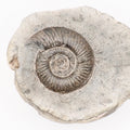 Dactylioceras Semicostatum Ammonite Fossil – Whitby Yorkshire Coast – Jurassic Fossil