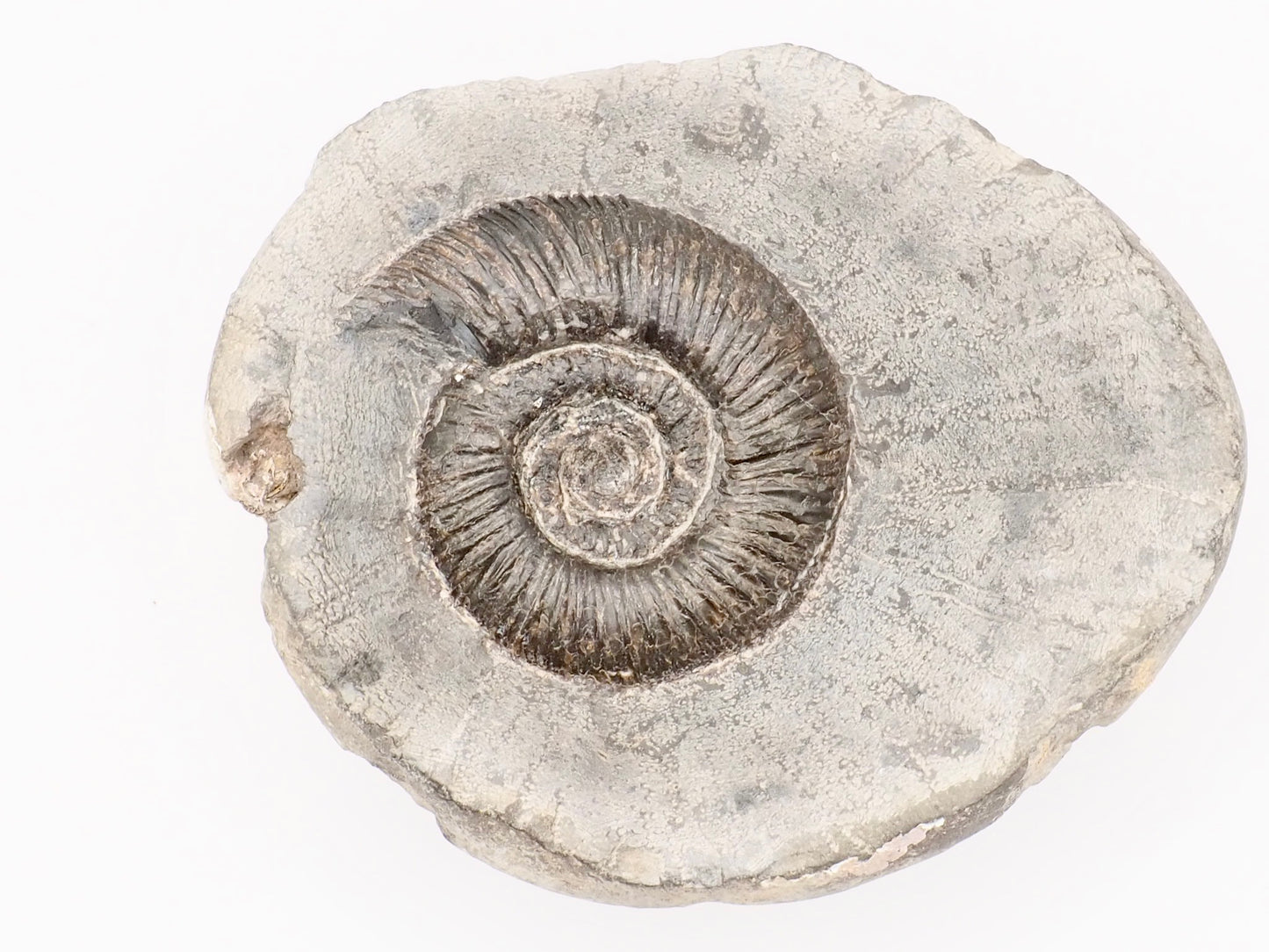 Dactylioceras Semicostatum Ammonite Fossil – Whitby Yorkshire Coast – Jurassic Fossil