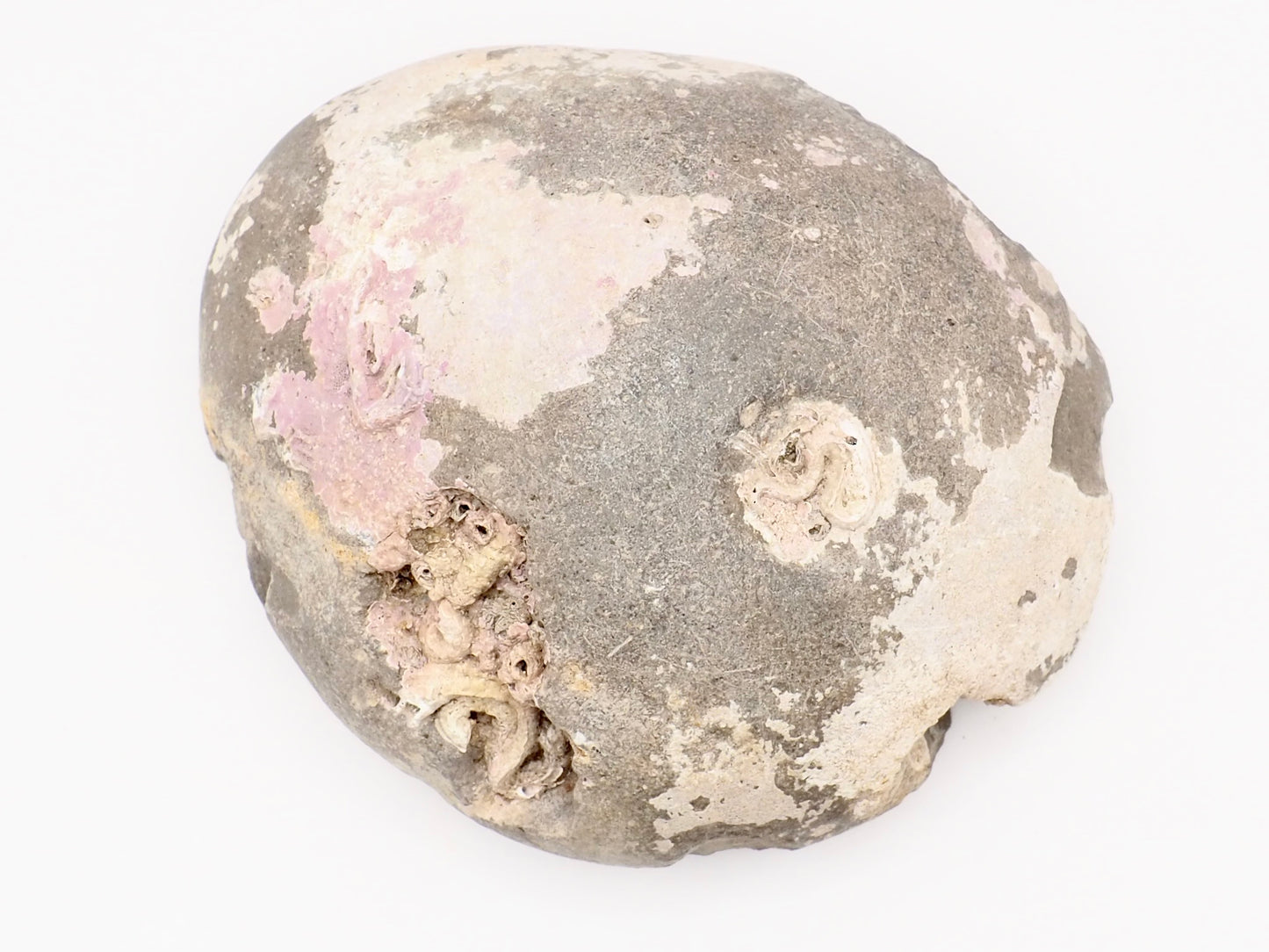 Dactylioceras Semicostatum Ammonite Fossil – Whitby Yorkshire Coast – Jurassic Fossil