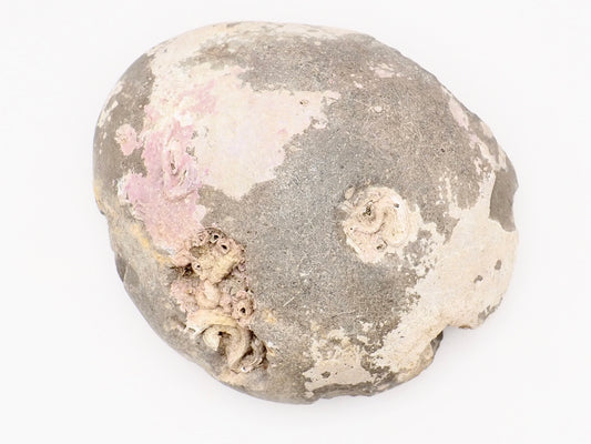 Dactylioceras Semicostatum Ammonite Fossil – Whitby Yorkshire Coast – Jurassic Fossil