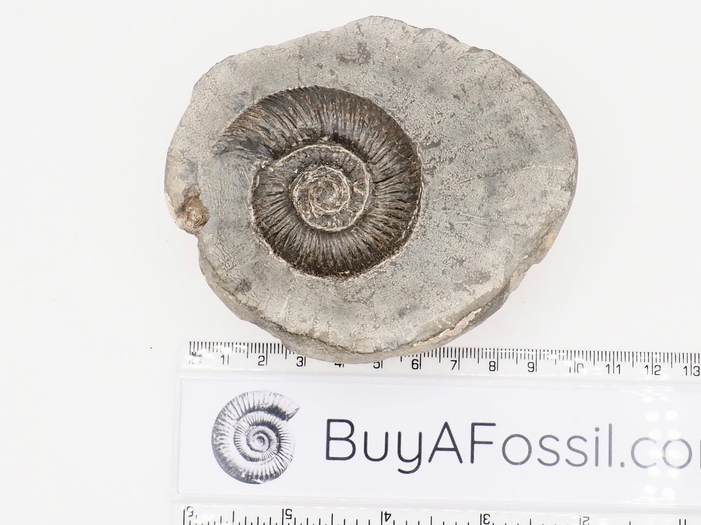 Dactylioceras Semicostatum Ammonite Fossil – Whitby Yorkshire Coast – Jurassic Fossil