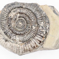 Rare Paltechioceras Ammonite Fossil – Whitby Yorkshire Coast – Lower Lias Jurassic Fossil