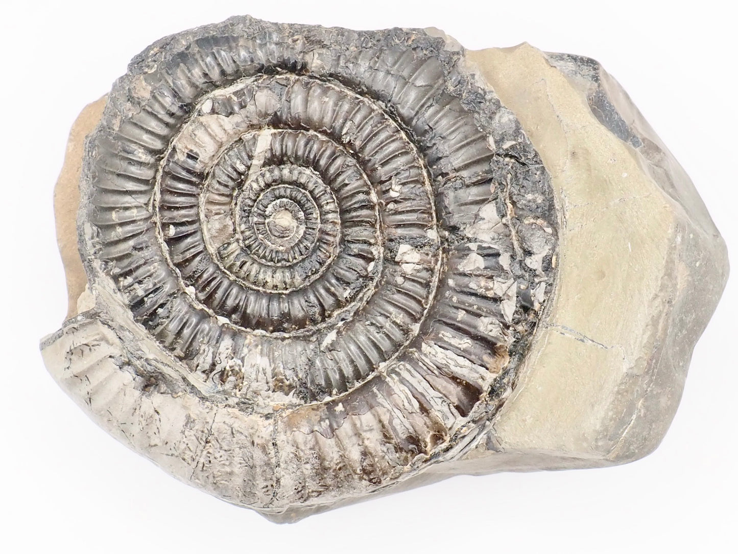 Rare Paltechioceras Ammonite Fossil – Whitby Yorkshire Coast – Lower Lias Jurassic Fossil
