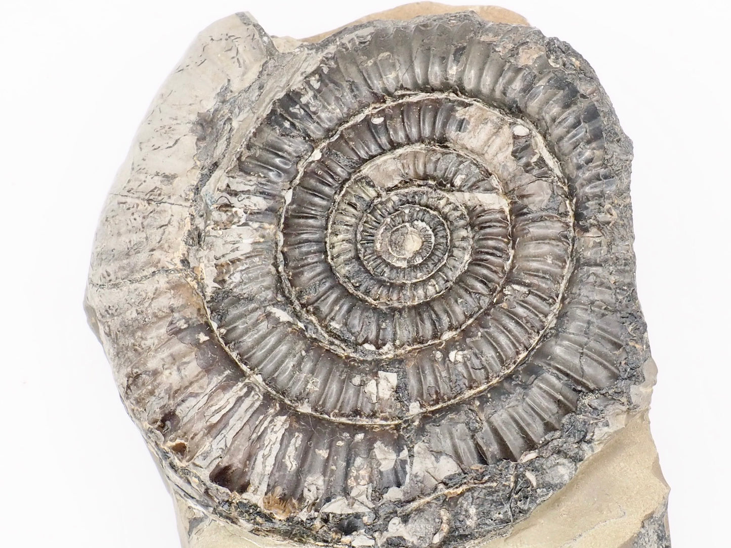 Rare Paltechioceras Ammonite Fossil – Whitby Yorkshire Coast – Lower Lias Jurassic Fossil