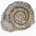 Rare Paltechioceras Ammonite Fossil – Whitby Yorkshire Coast – Lower Lias Jurassic Fossil