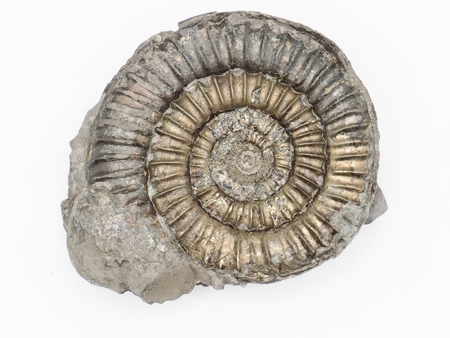 Rare Paltechioceras Ammonite Fossil – Whitby Yorkshire Coast – Lower Lias Jurassic Fossil