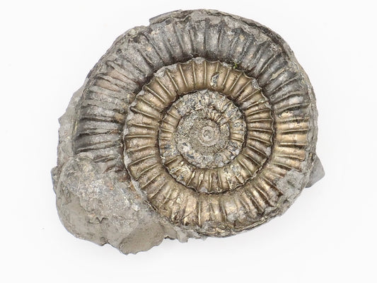 Rare Paltechioceras Ammonite Fossil – Whitby Yorkshire Coast – Lower Lias Jurassic Fossil