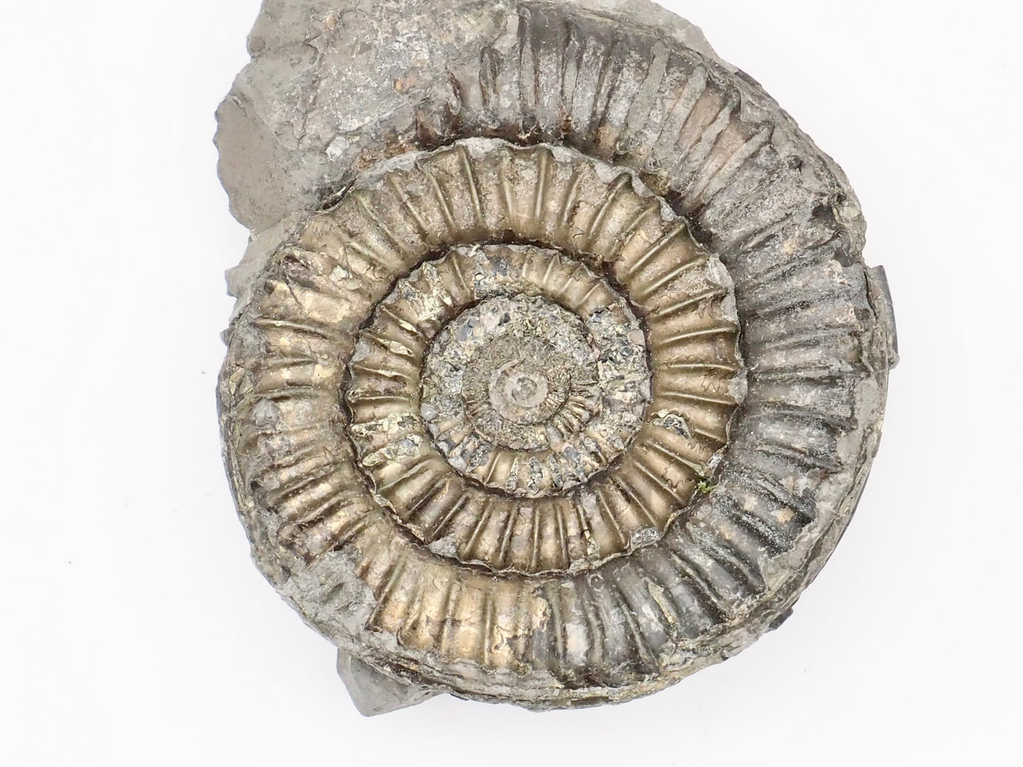 Rare Paltechioceras Ammonite Fossil – Whitby Yorkshire Coast – Lower Lias Jurassic Fossil