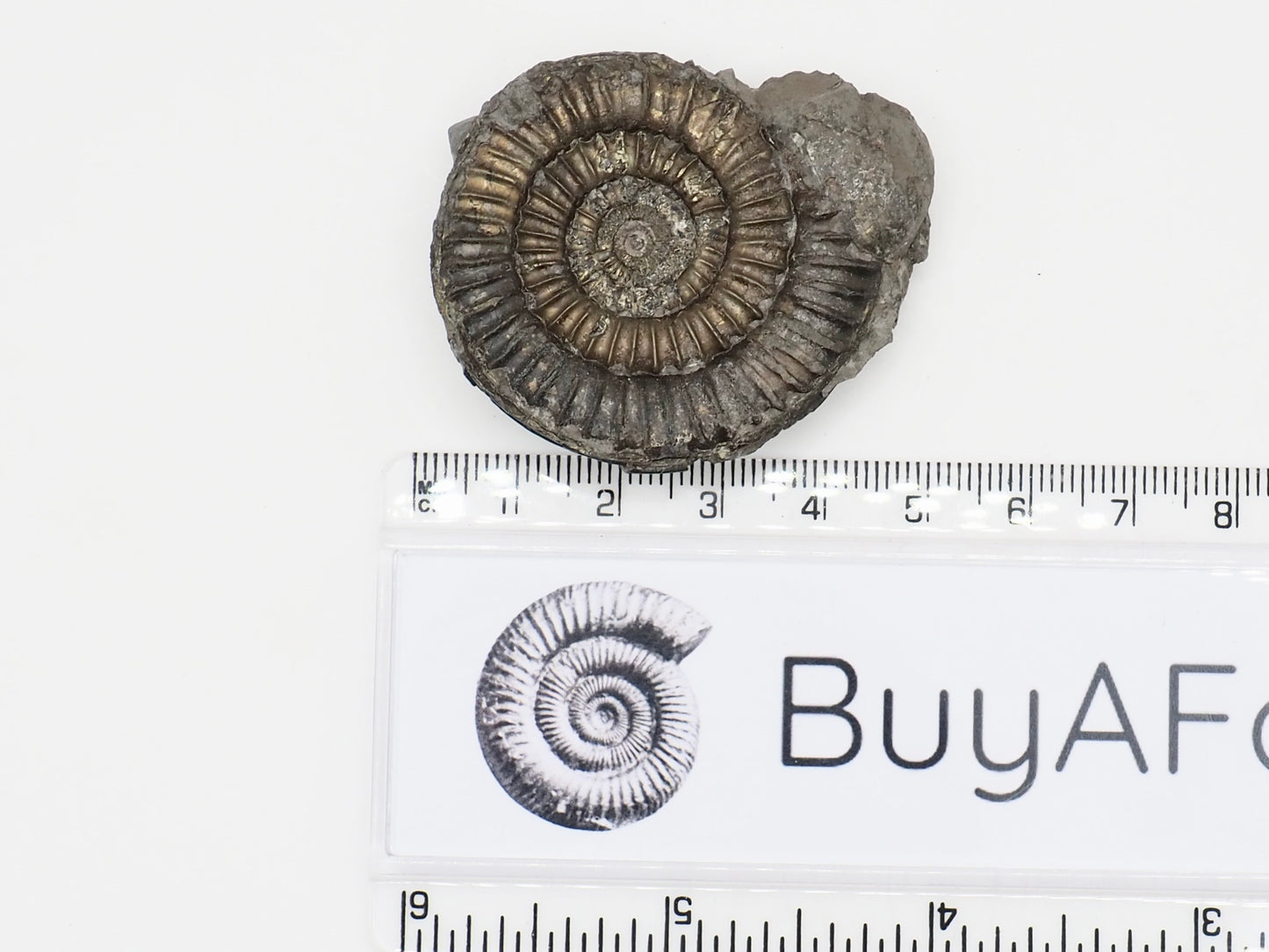 Rare Paltechioceras Ammonite Fossil – Whitby Yorkshire Coast – Lower Lias Jurassic Fossil