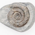Dactylioceras Ammonite Fossil – Whitby Yorkshire Coast – Jurassic Fossil