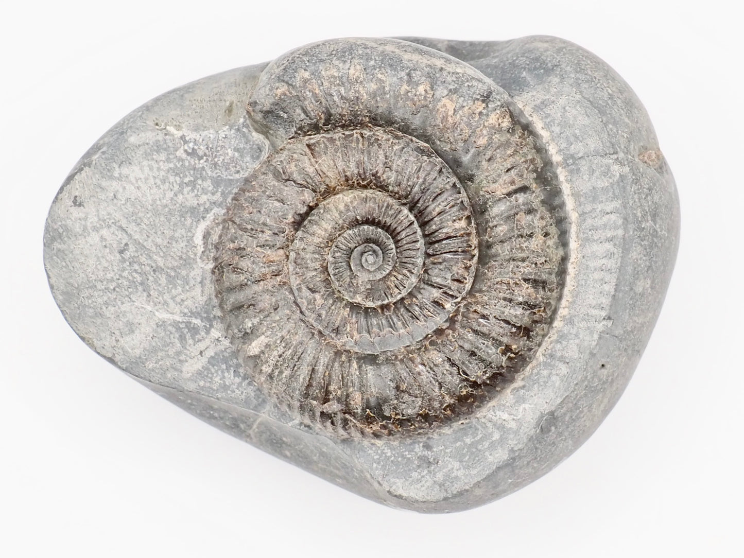 Dactylioceras Ammonite Fossil – Whitby Yorkshire Coast – Jurassic Fossil