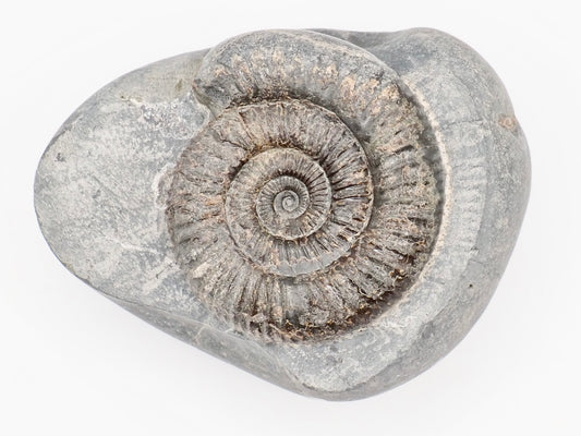Dactylioceras Ammonite Fossil – Whitby Yorkshire Coast – Jurassic Fossil