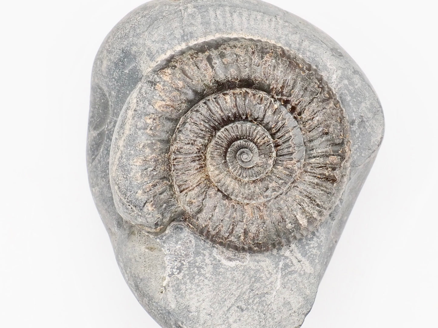 Dactylioceras Ammonite Fossil – Whitby Yorkshire Coast – Jurassic Fossil