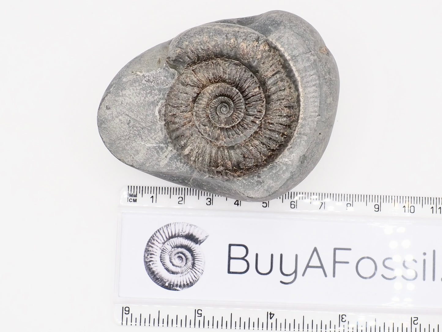 Dactylioceras Ammonite Fossil – Whitby Yorkshire Coast – Jurassic Fossil