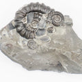 Gagaticeras Multiple Ammonite Fossil – Whitby Yorkshire Coast – Lower Lias Jurassic Fossil