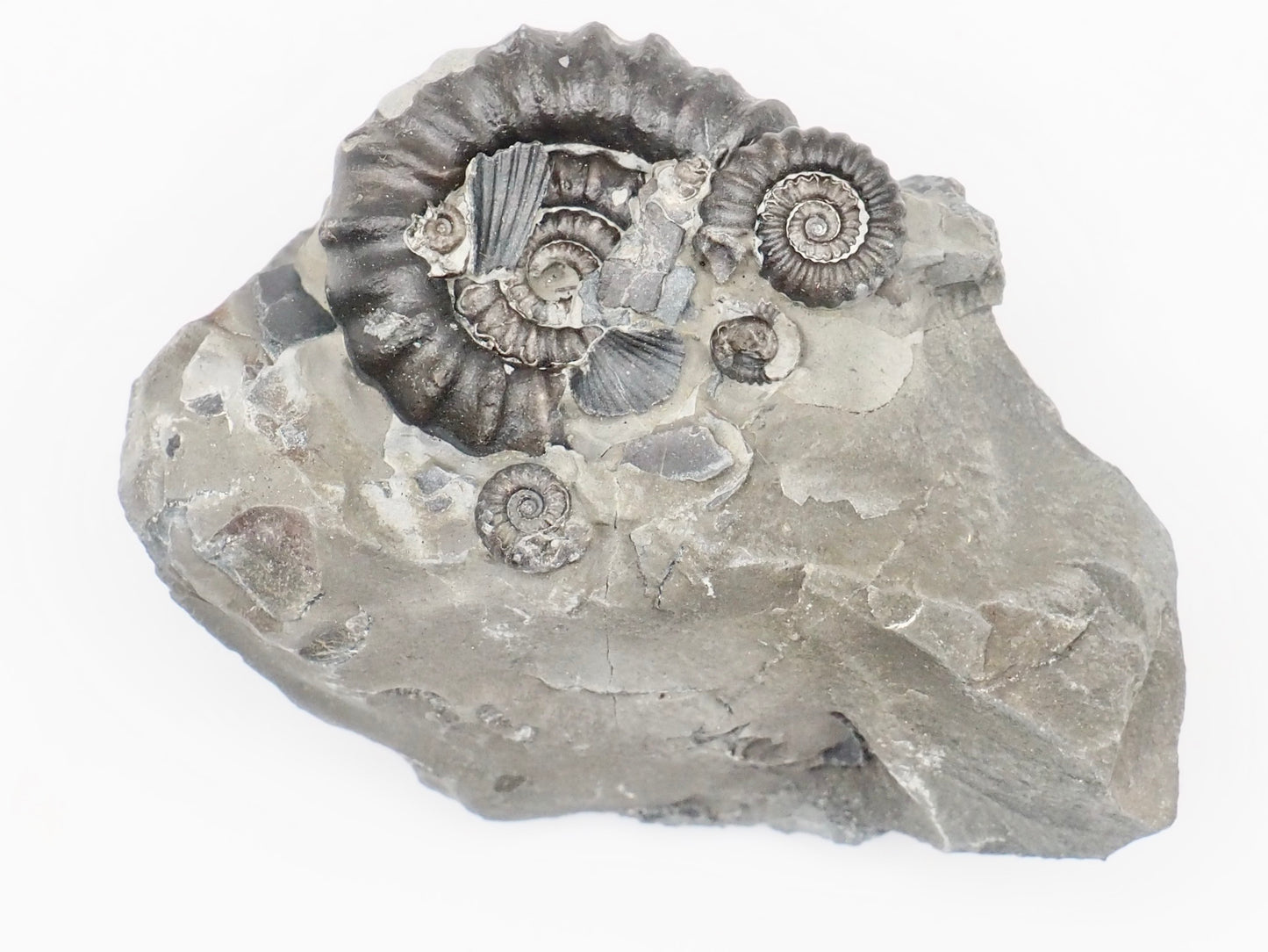 Gagaticeras Multiple Ammonite Fossil – Whitby Yorkshire Coast – Lower Lias Jurassic Fossil