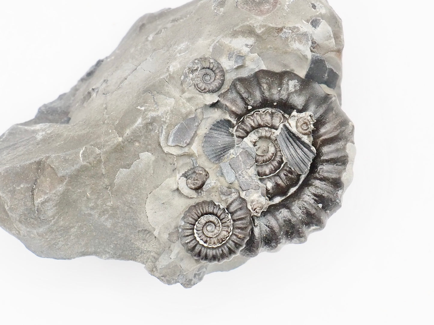 Gagaticeras Multiple Ammonite Fossil – Whitby Yorkshire Coast – Lower Lias Jurassic Fossil