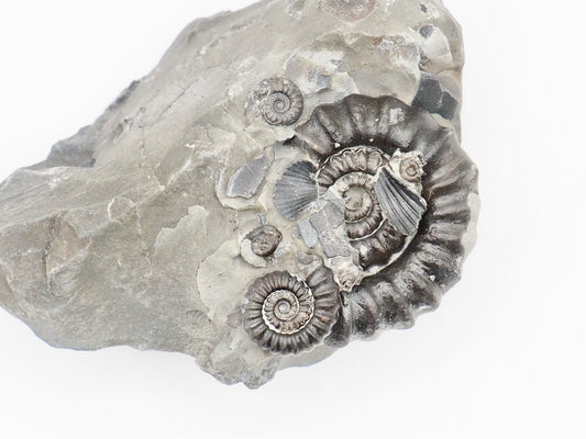 Gagaticeras Multiple Ammonite Fossil – Whitby Yorkshire Coast – Lower Lias Jurassic Fossil