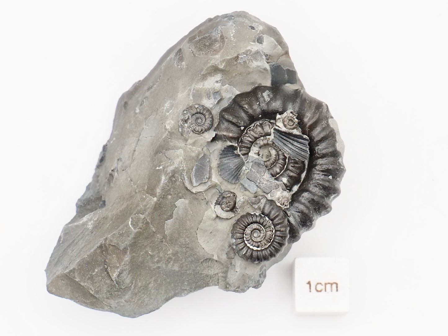 Gagaticeras Multiple Ammonite Fossil – Whitby Yorkshire Coast – Lower Lias Jurassic Fossil