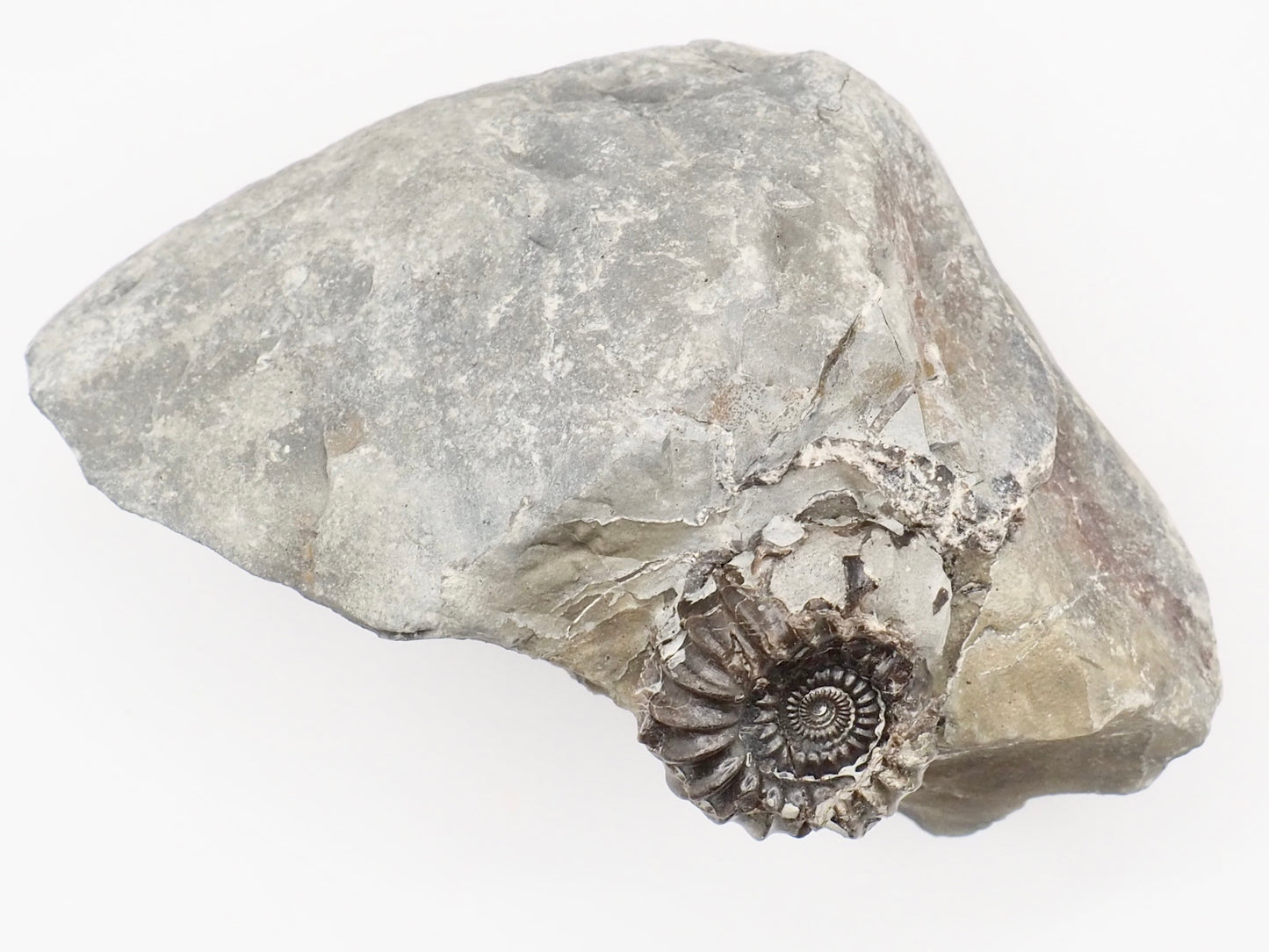 Gagaticeras Ammonite Fossil – Whitby Yorkshire Coast – Lower Lias Jurassic Fossil