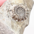 Gagaticeras Ammonite Fossil – Whitby Yorkshire Coast – Lower Lias Jurassic Fossil