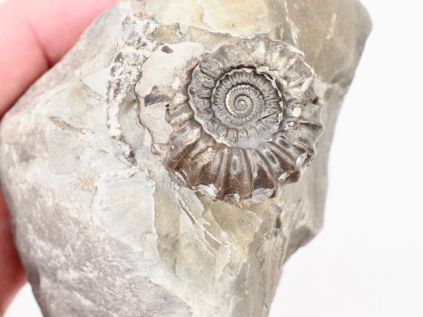 Gagaticeras Ammonite Fossil – Whitby Yorkshire Coast – Lower Lias Jurassic Fossil