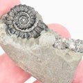Small Gagaticeras Double Ammonite Fossil – Whitby Yorkshire Coast – Lower Lias Jurassic Fossil