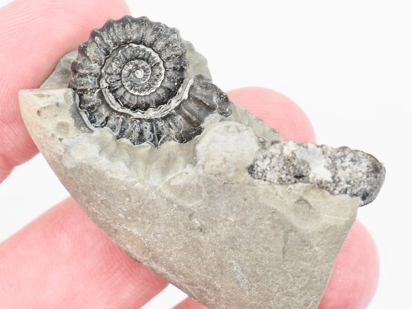 Small Gagaticeras Double Ammonite Fossil – Whitby Yorkshire Coast – Lower Lias Jurassic Fossil