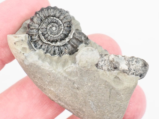 Small Gagaticeras Double Ammonite Fossil – Whitby Yorkshire Coast – Lower Lias Jurassic Fossil