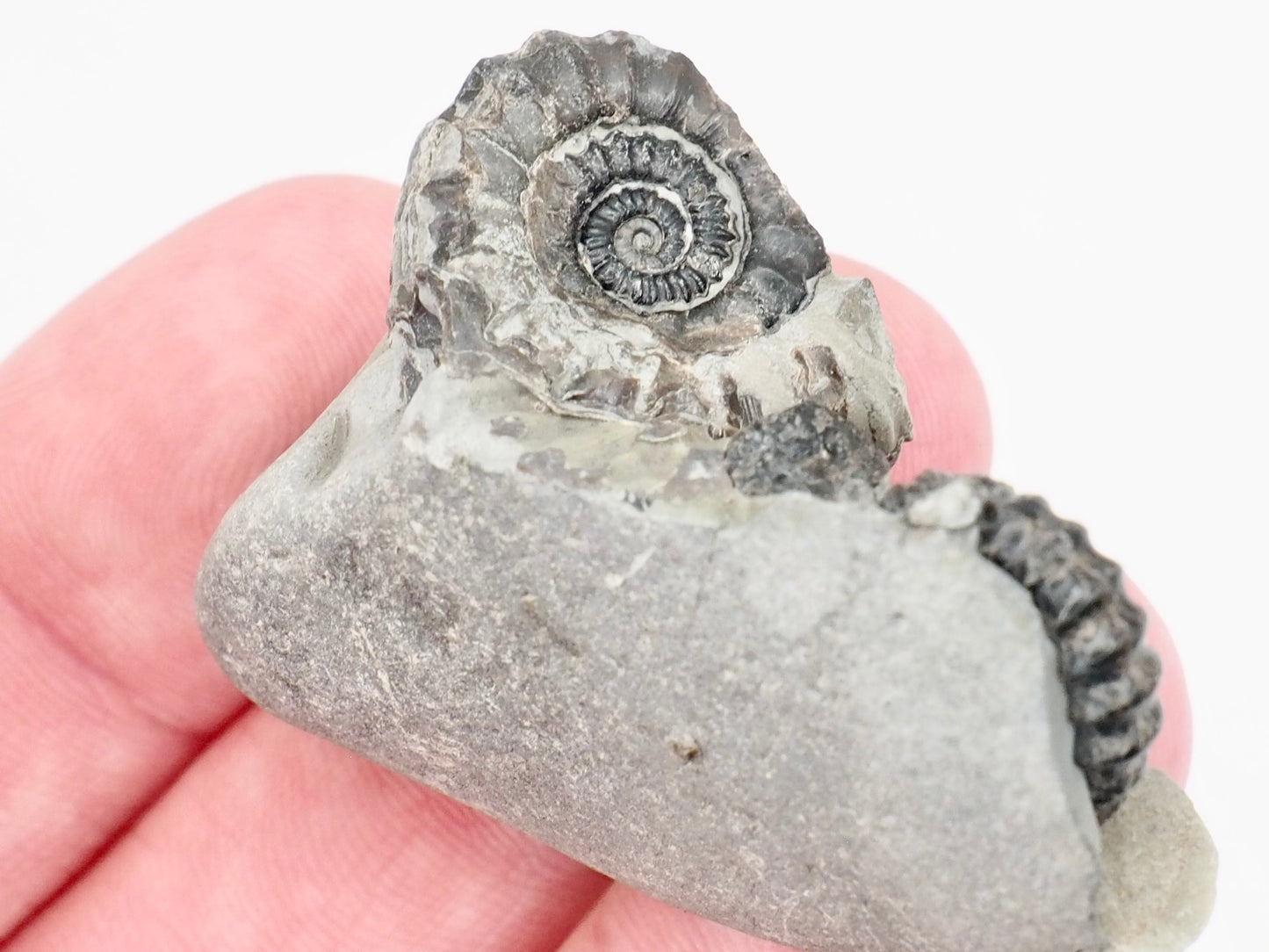 Small Gagaticeras Double Ammonite Fossil – Whitby Yorkshire Coast – Lower Lias Jurassic Fossil