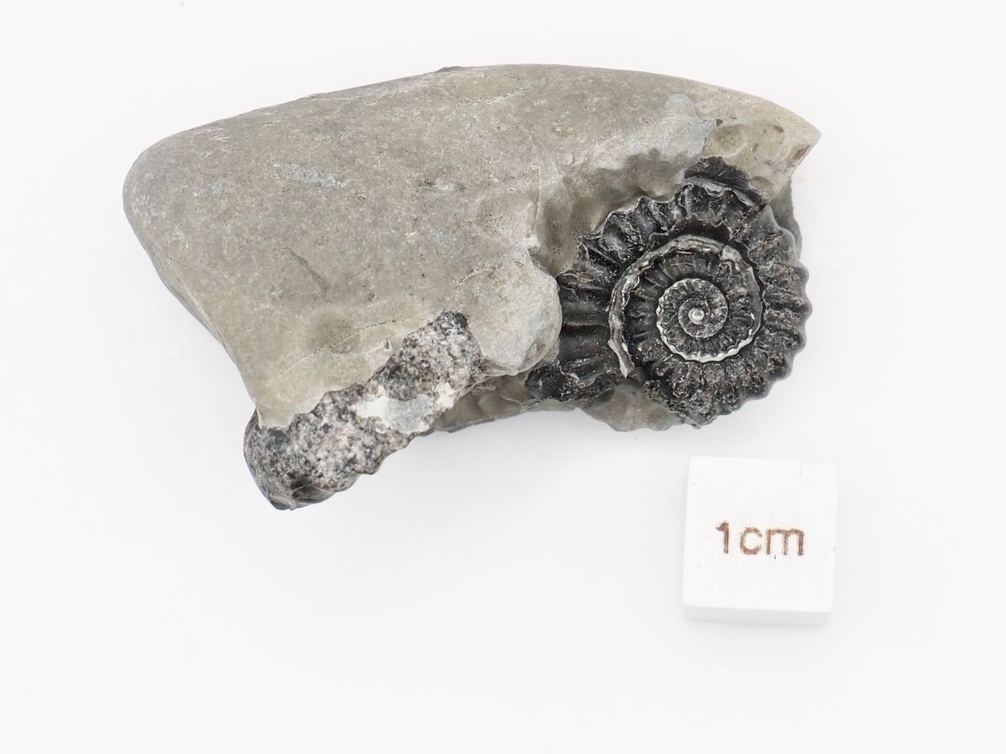 Small Gagaticeras Double Ammonite Fossil – Whitby Yorkshire Coast – Lower Lias Jurassic Fossil