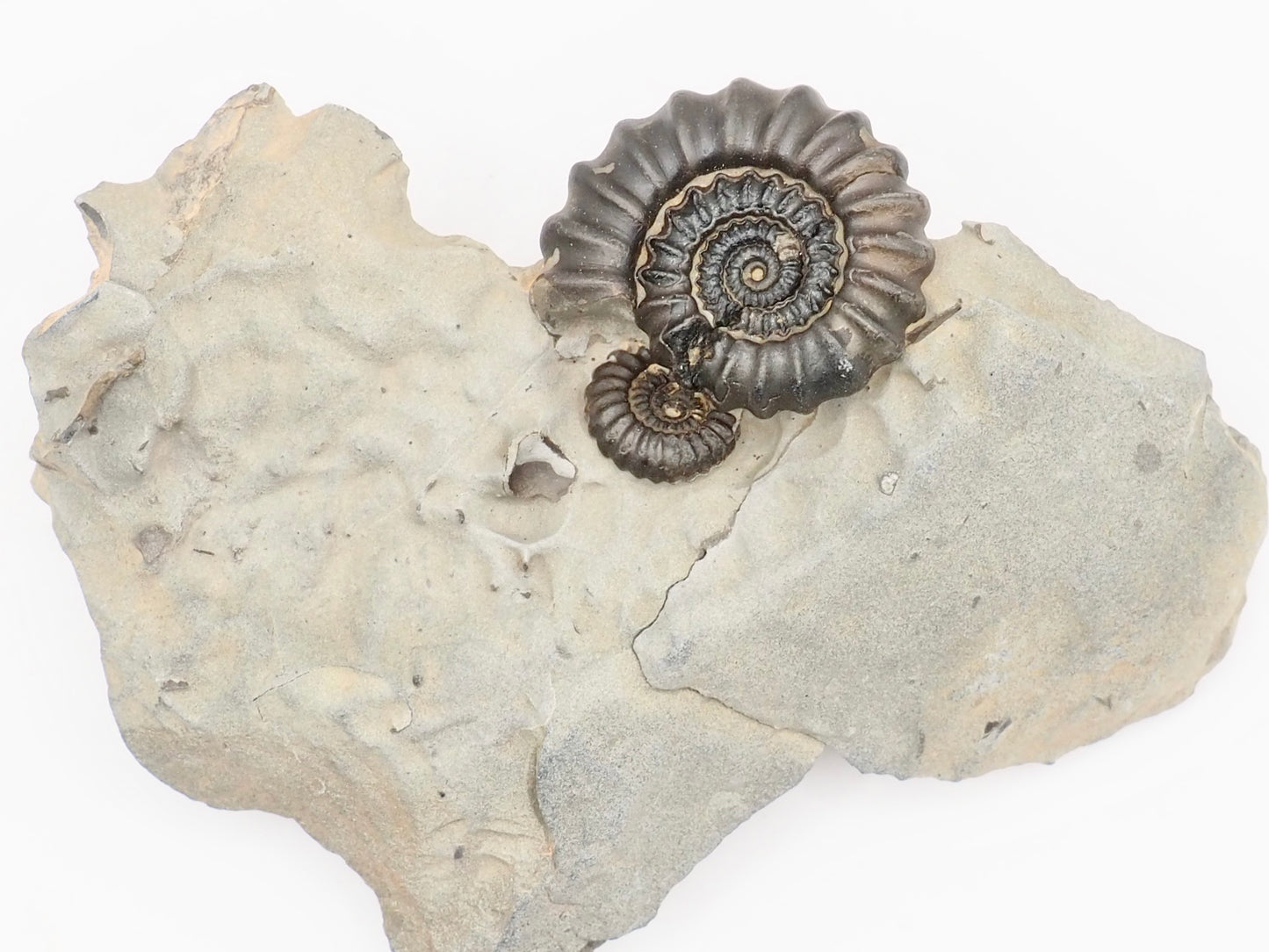 Small Gagaticeras Double Ammonite Fossil – Whitby Yorkshire Coast – Lower Lias Jurassic Fossil