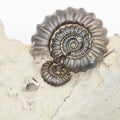 Small Gagaticeras Double Ammonite Fossil – Whitby Yorkshire Coast – Lower Lias Jurassic Fossil