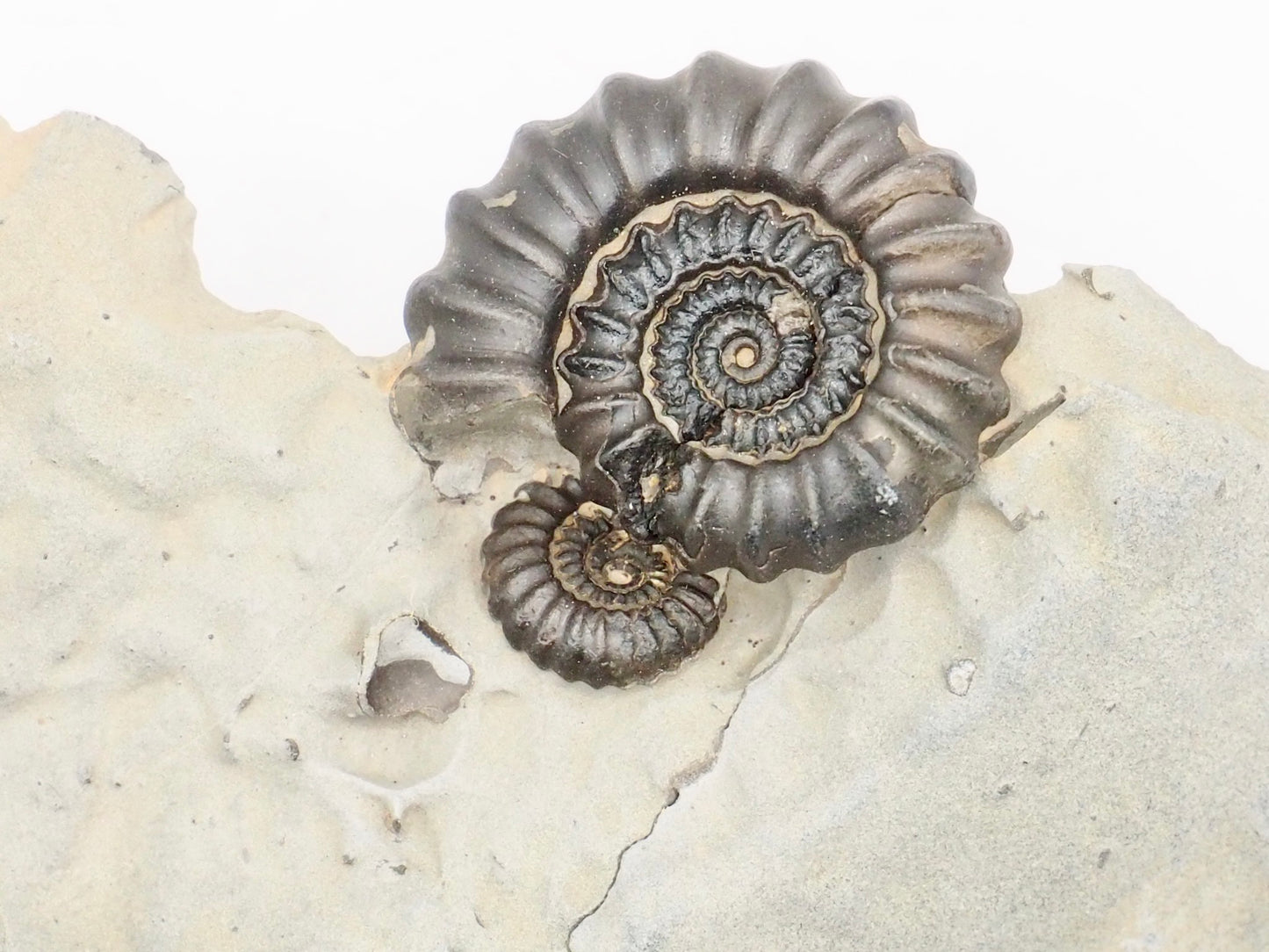 Small Gagaticeras Double Ammonite Fossil – Whitby Yorkshire Coast – Lower Lias Jurassic Fossil