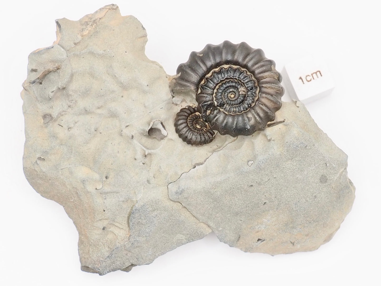 Small Gagaticeras Double Ammonite Fossil – Whitby Yorkshire Coast – Lower Lias Jurassic Fossil