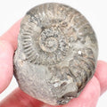 Grammoceras Ammonite Fossil – Whitby Yorkshire Coast – Jurassic Fossil