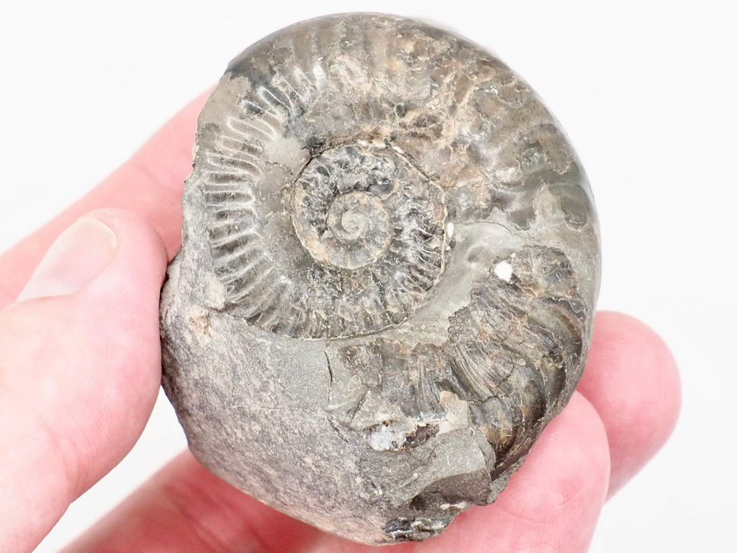 Grammoceras Ammonite Fossil – Whitby Yorkshire Coast – Jurassic Fossil