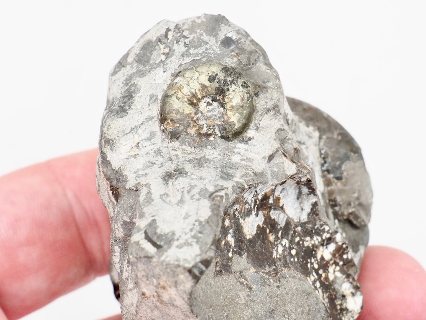 Grammoceras Ammonite Fossil – Whitby Yorkshire Coast – Jurassic Fossil