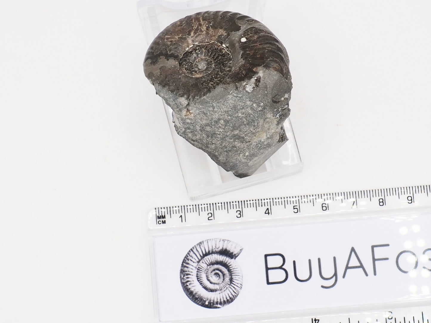 Grammoceras Ammonite Fossil – Whitby Yorkshire Coast – Jurassic Fossil