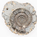 Dactylioceras Ammonite Fossil – Whitby Yorkshire Coast – Jurassic Fossil
