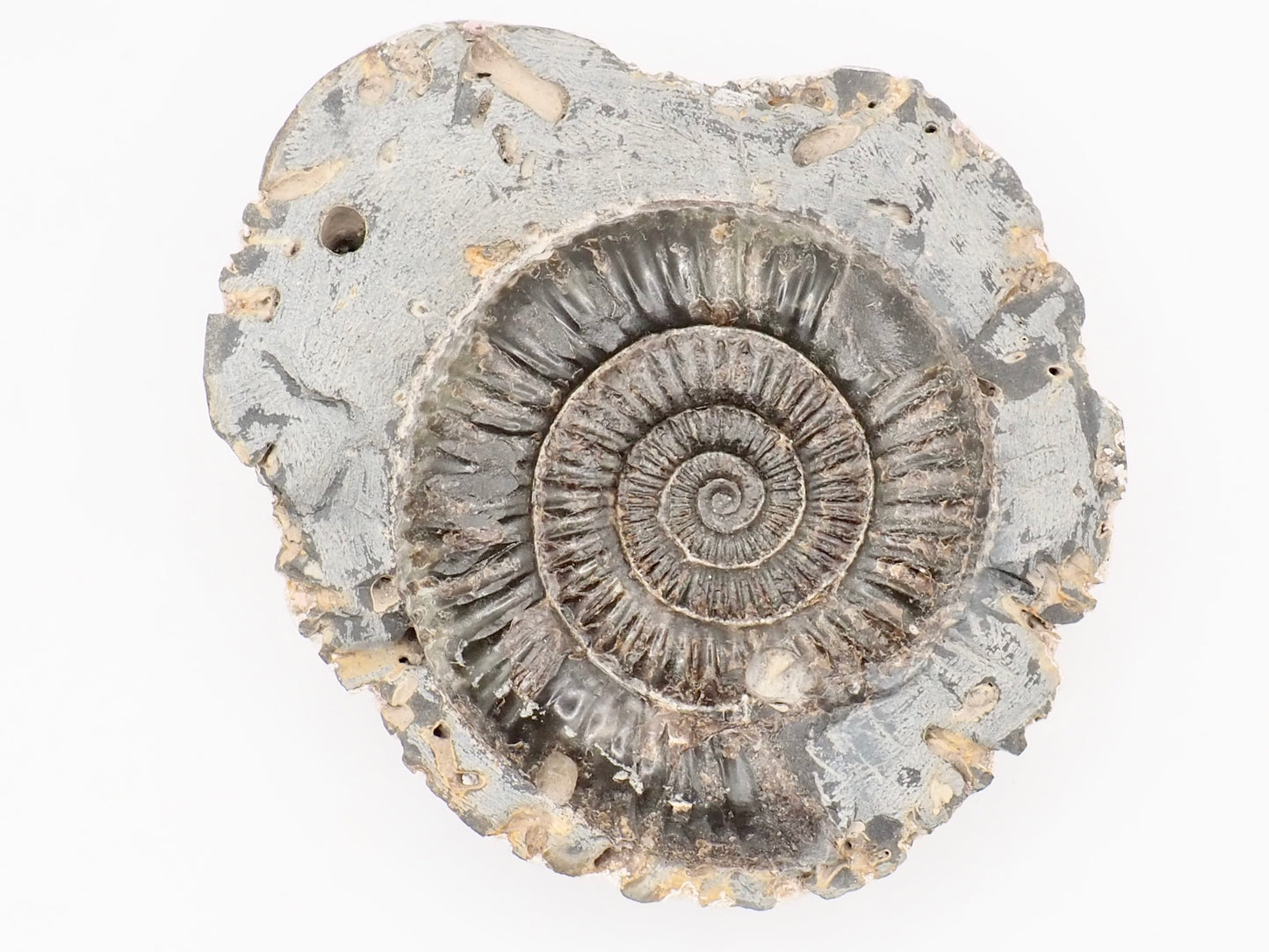 Dactylioceras Ammonite Fossil – Whitby Yorkshire Coast – Jurassic Fossil