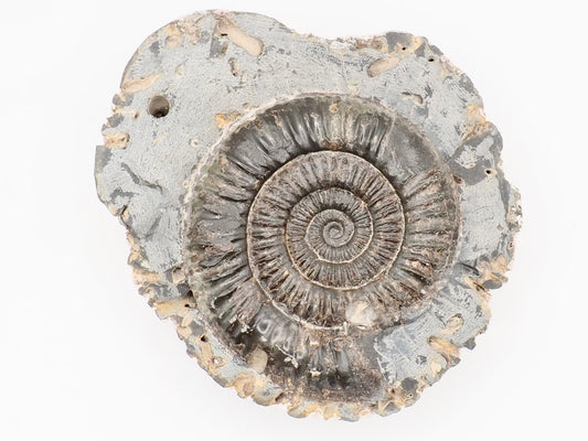 Dactylioceras Ammonite Fossil – Whitby Yorkshire Coast – Jurassic Fossil