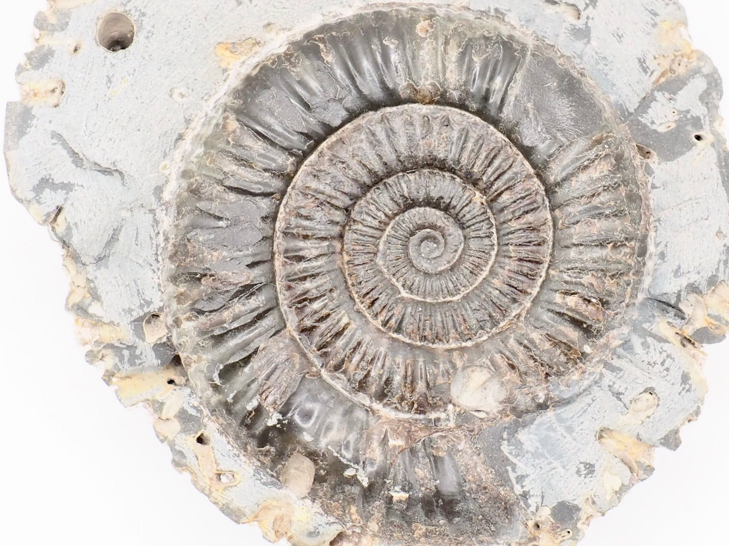 Dactylioceras Ammonite Fossil – Whitby Yorkshire Coast – Jurassic Fossil