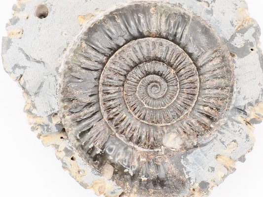 Dactylioceras Ammonite Fossil – Whitby Yorkshire Coast – Jurassic Fossil