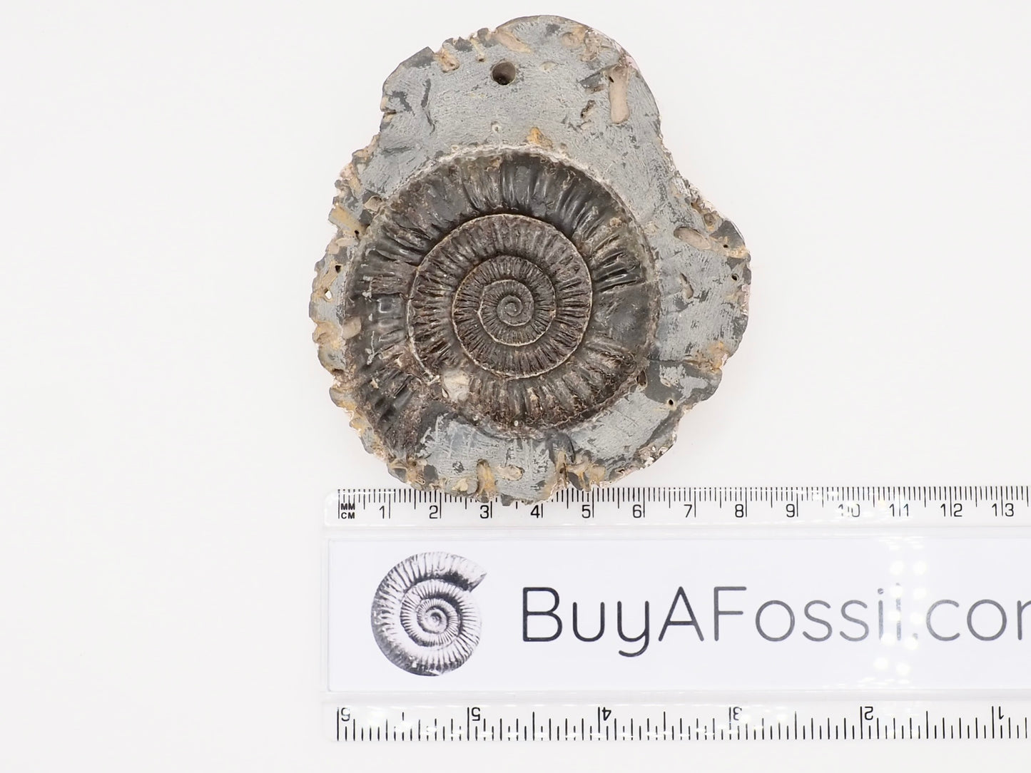 Dactylioceras Ammonite Fossil – Whitby Yorkshire Coast – Jurassic Fossil